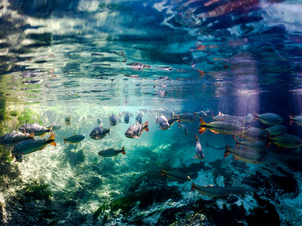 El 24% de las especies de agua dulce están en peligro y el mundo apenas comienza a notarlo