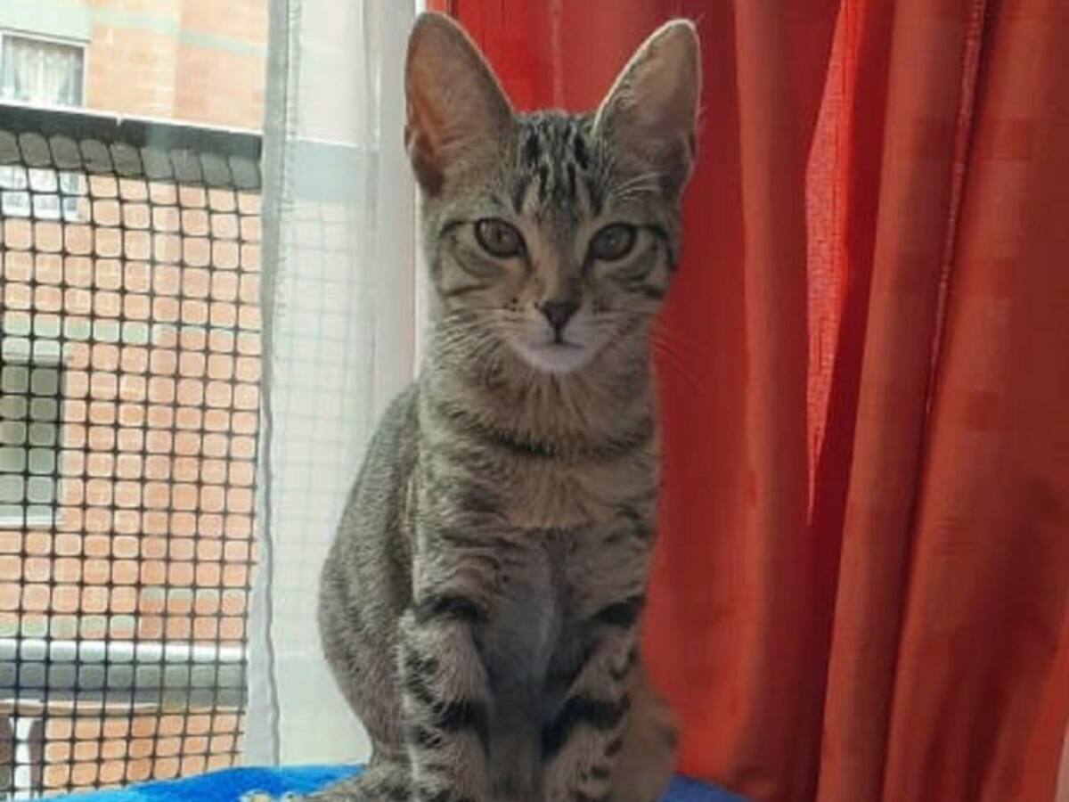 En Manizales reglamentan la cría y comercialización de animales domésticos