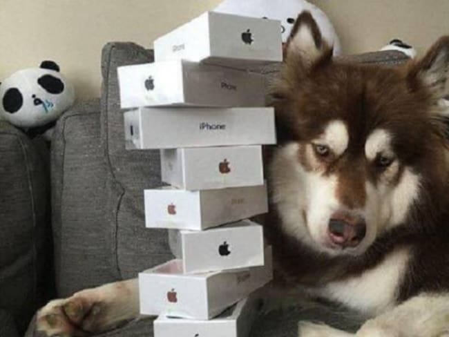 Un chino le compró ocho iPhone 7 a su perro