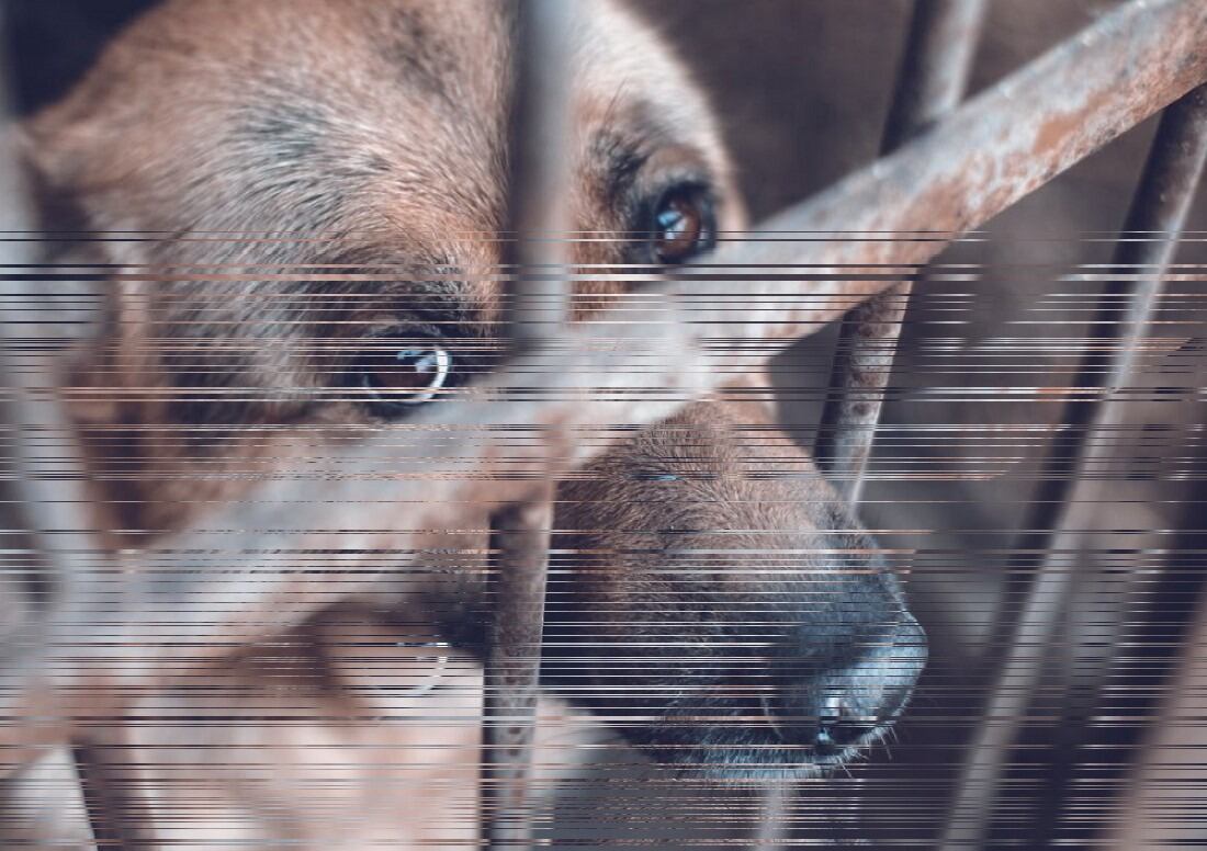 la Junta defensora de animales acudió al lugar y trasladó a “tigresa” .