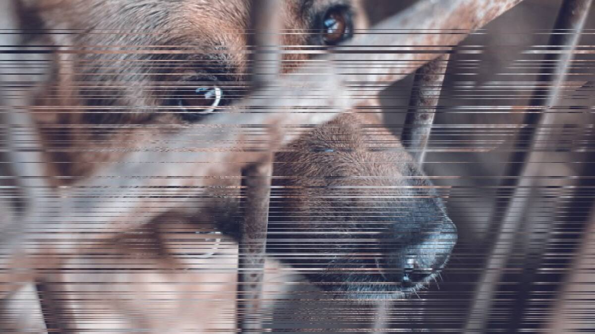 Brutal ataque a perrita en Pitalito genera indignación entre animalistas del municipio