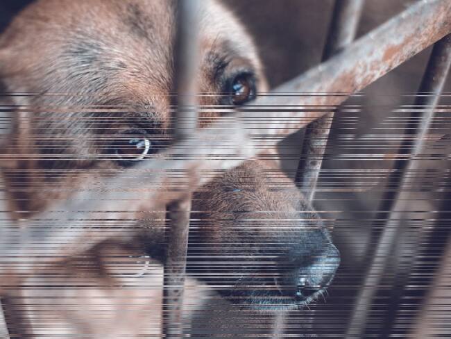 la Junta defensora de animales acudió al lugar y trasladó a “tigresa” .