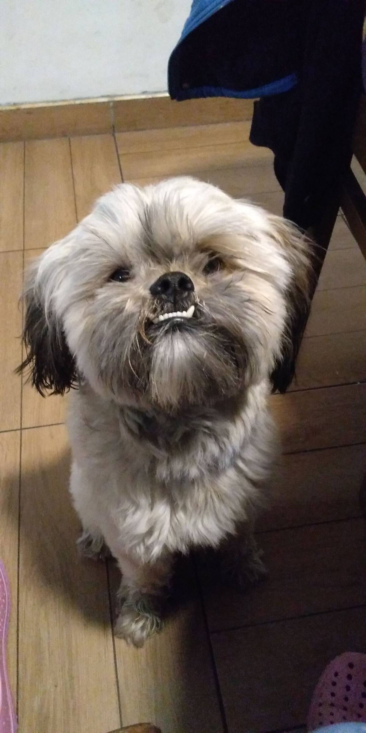 Gloria Corredor nos envía la foto de su peludito, una mirada con mucha ternura y amor