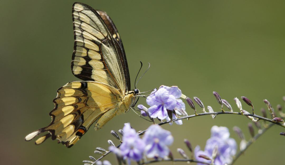 Mariposa en su función polinizadora