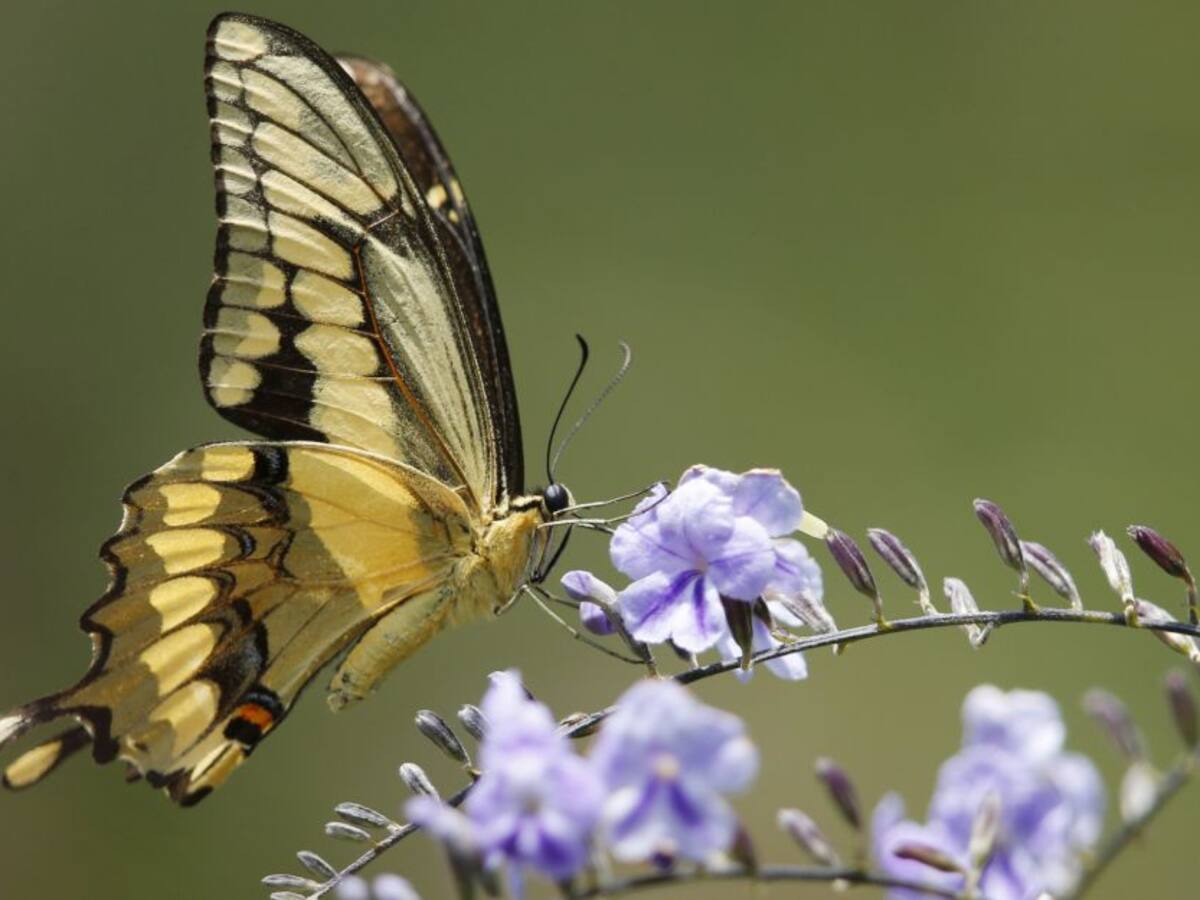 Mitos y verdades sobre mariposas: las hay benéficas y las hay letales