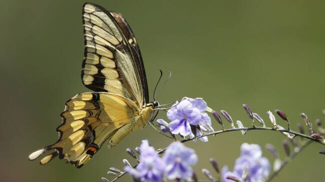 Mariposa en su función polinizadora