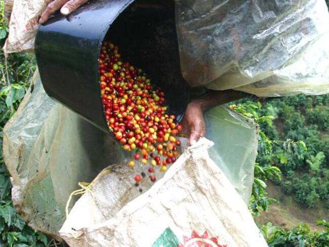 En un 2,8% cayó la producción de café en Colombia en agosto