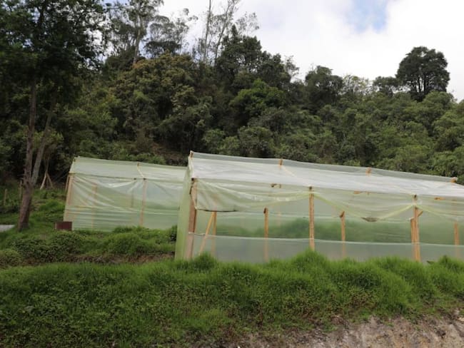Chipaque le apuesta a crear vivero más grande del oriente de Cundinamarca