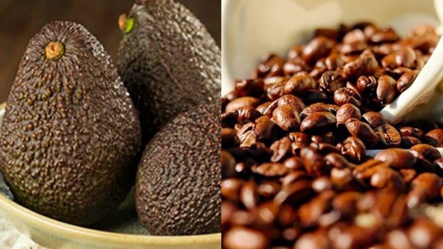 Aguacate hass y cafés especiales de Colombia seducen a los Emiratos Árabes Unidos. Foto: Getty Images