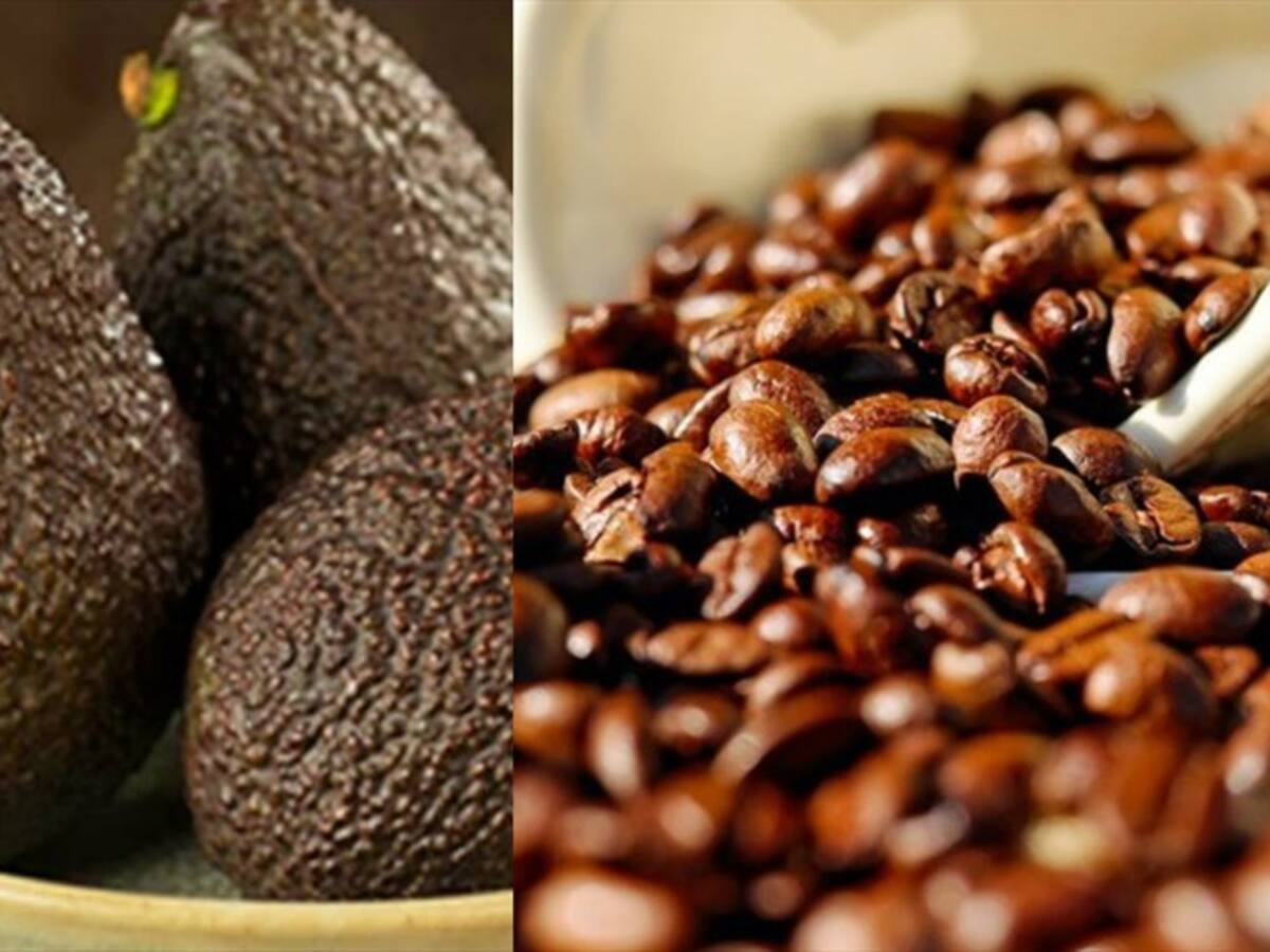 Aguacate hass y cafés especiales de Colombia seducen a los Emiratos Árabes Unidos