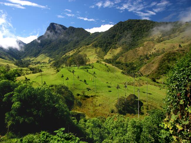 Valle del Cocora, Quindio (Getty Images)