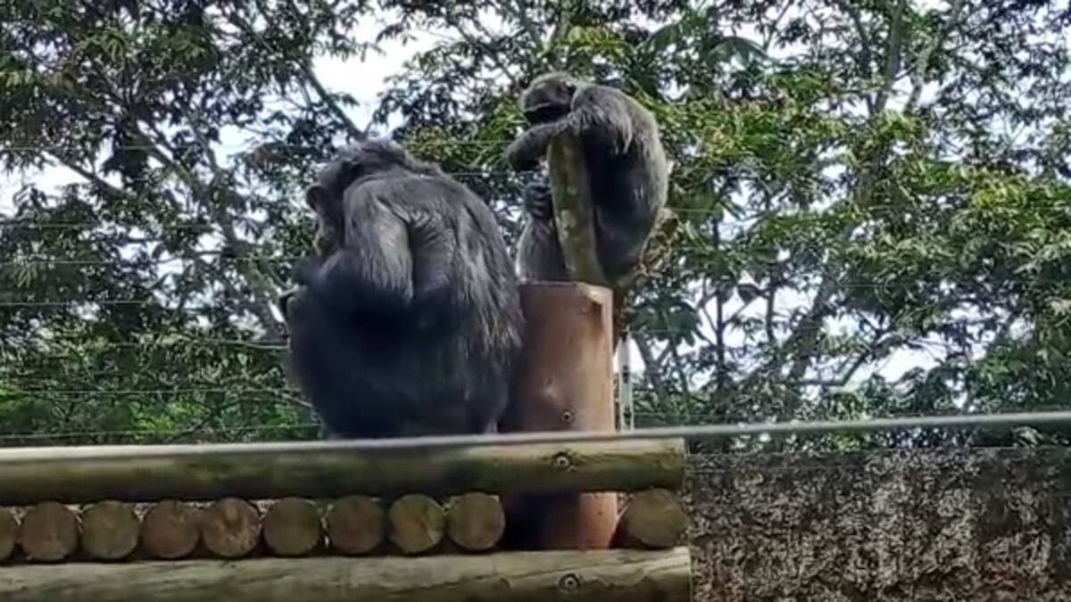 Procuraduría solicitó detalles sobre el protocolo utilizado con los chimpancés de Ukumarí