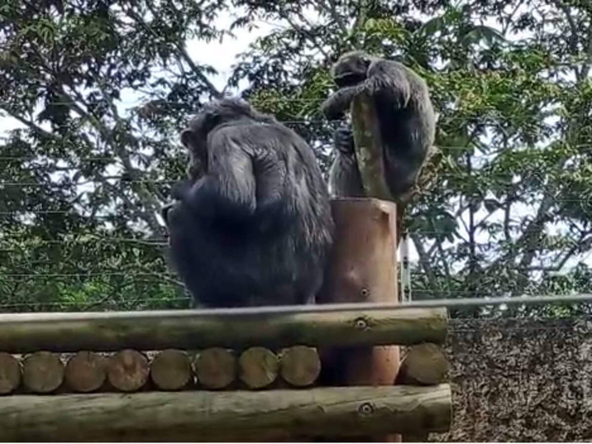 Procuraduría solicitó detalles sobre el protocolo utilizado con los chimpancés de Ukumarí
