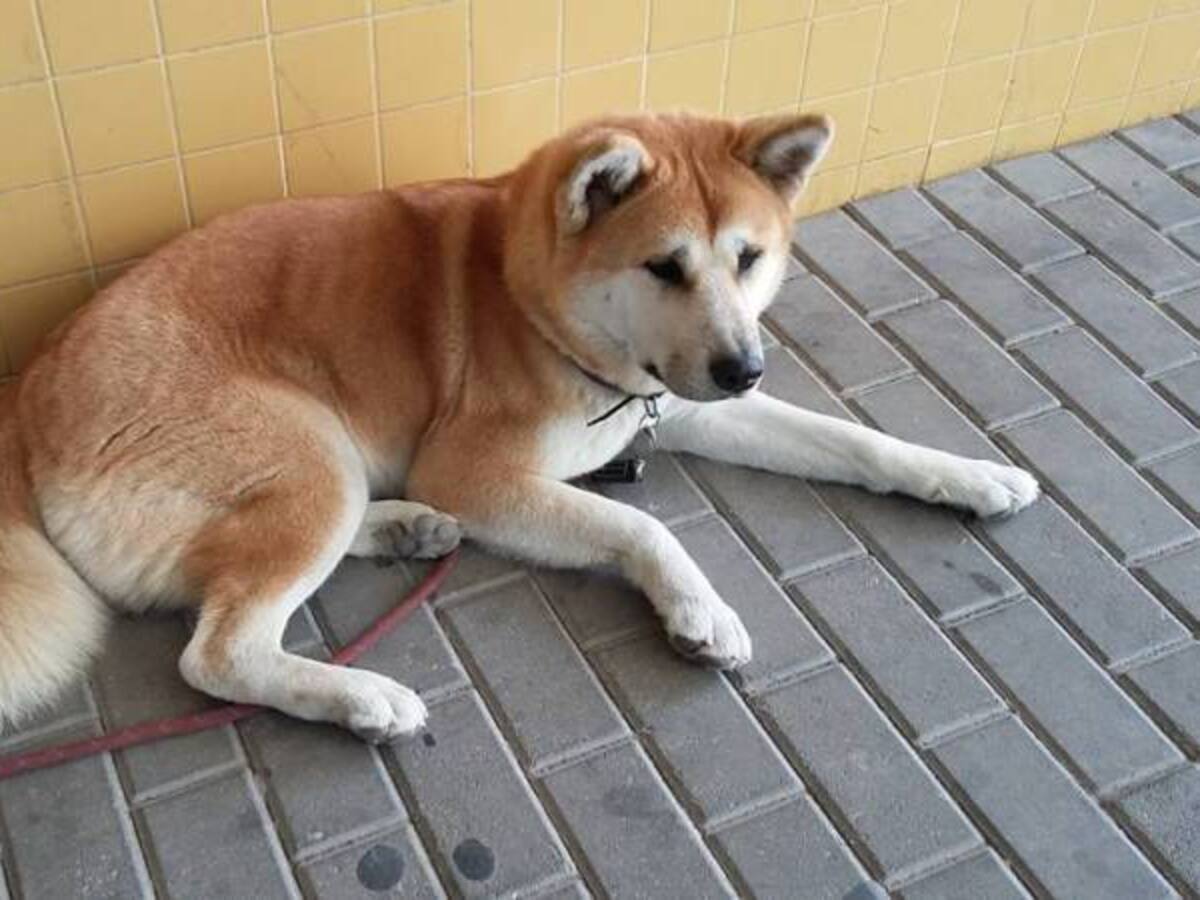 La historia de 'Hachiko' se repite, pero esta vez con un final feliz