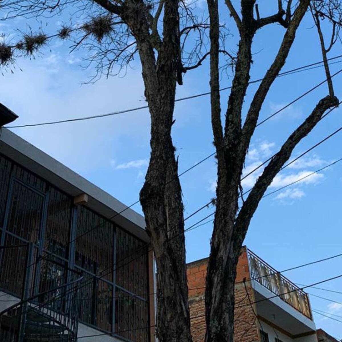En Nueva Floresta denuncian gualanday a punto de caer