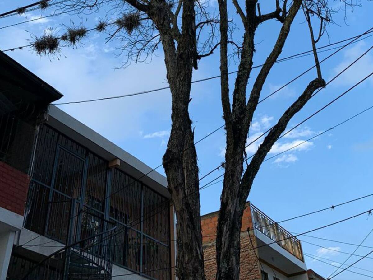 En Nueva Floresta denuncian gualanday a punto de caer