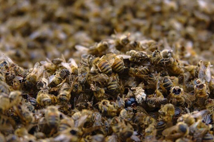 Muerte masiva de abejas en San Agustín Huila