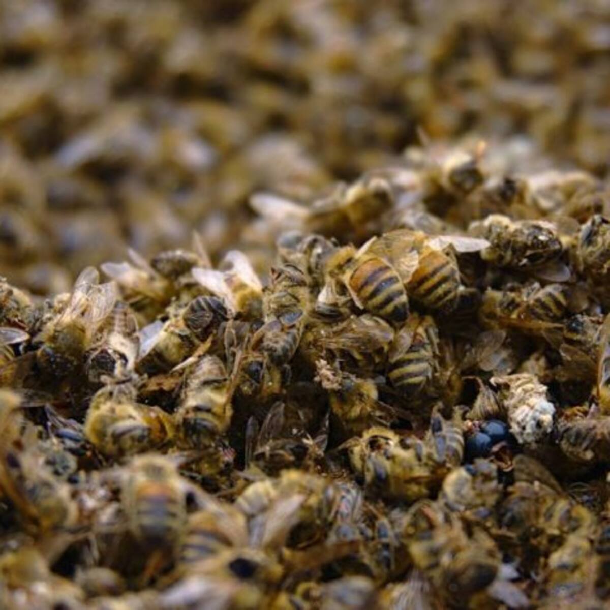 Envenenamiento de colmenas amenaza la biodiversidad de San Agustín