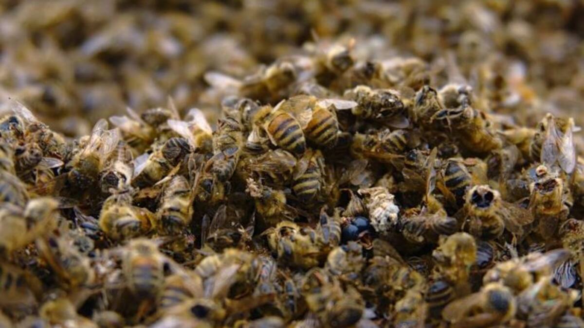 Envenenamiento de colmenas amenaza la biodiversidad de San Agustín
