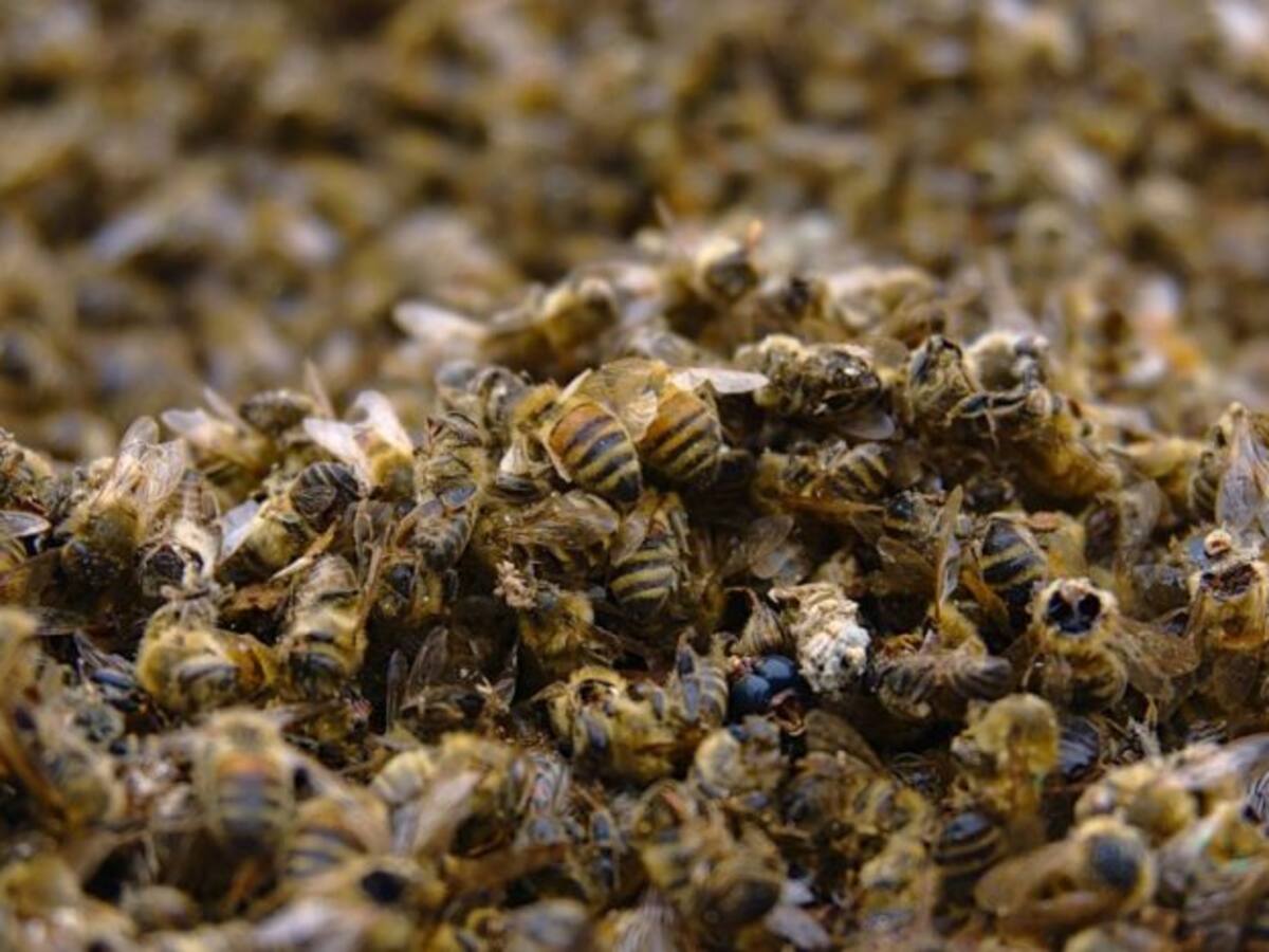 Envenenamiento de colmenas amenaza la biodiversidad de San Agustín