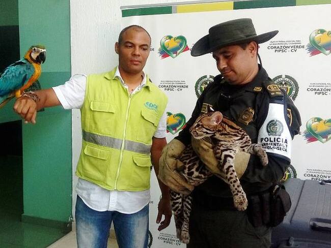 Rescatan un tigrillo y una guacamaya en un hotel de Cartagena