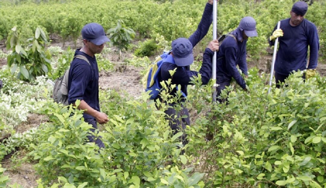 Programa de sustitución de cultivos
