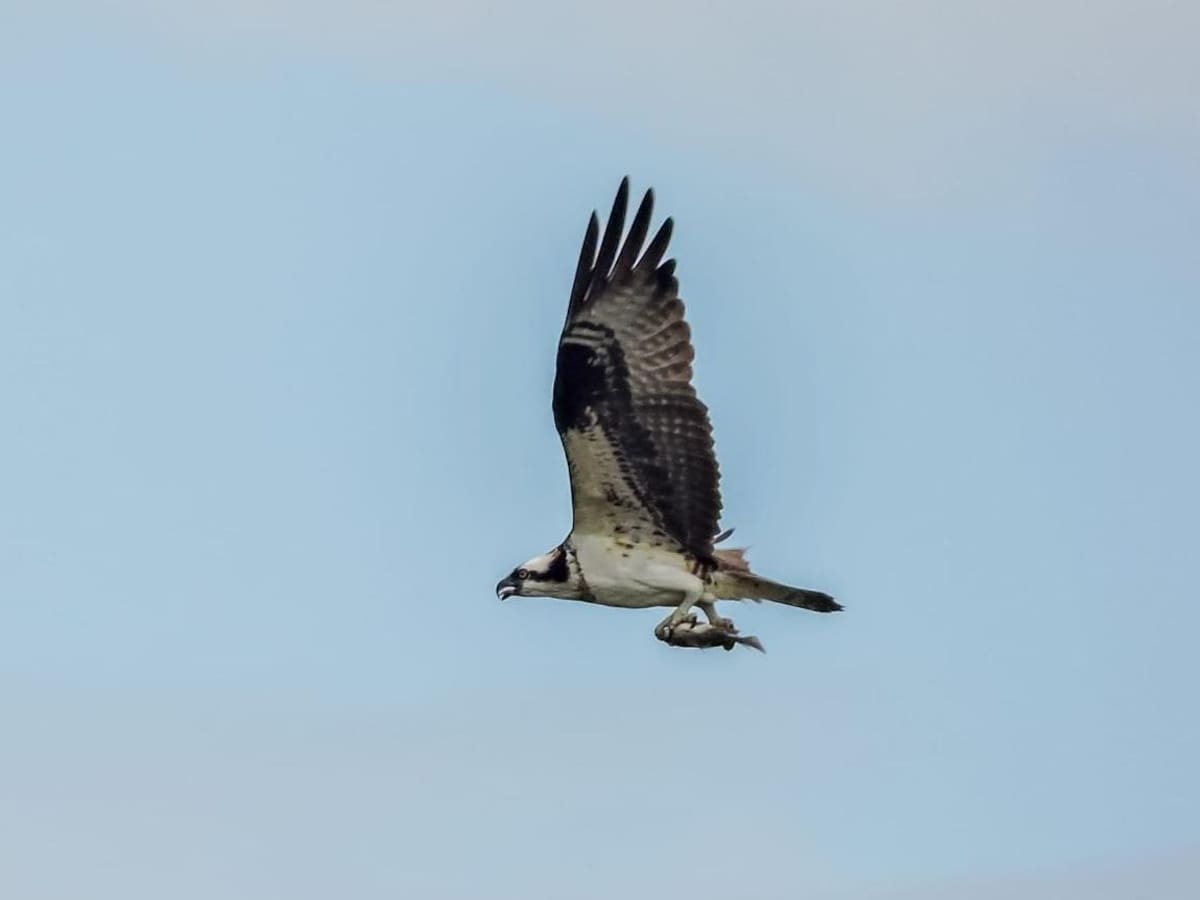 Instalan puestos de control para evitar la caza de águilas cuaresmeras en Ibagué