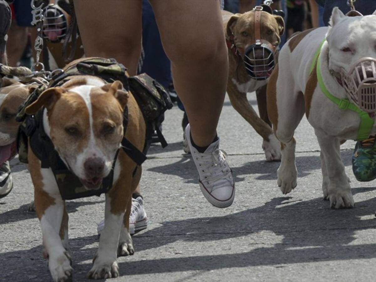 Perro de raza peligrosa ataca a mujer en el norte de Tunja