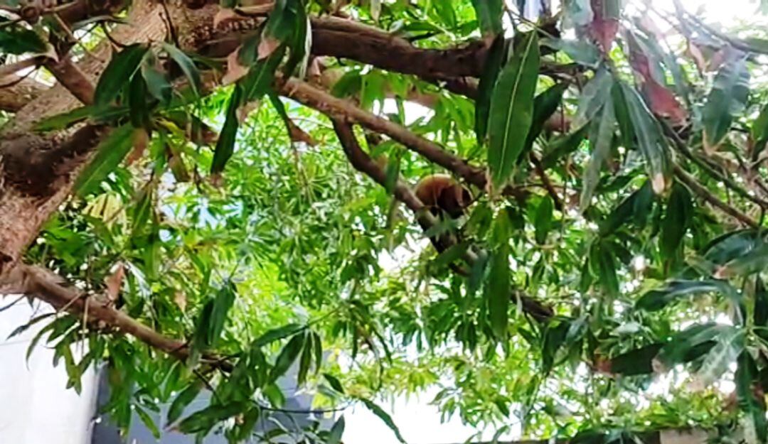 Operativo para dar con mono aullador generador de quejas en Manga