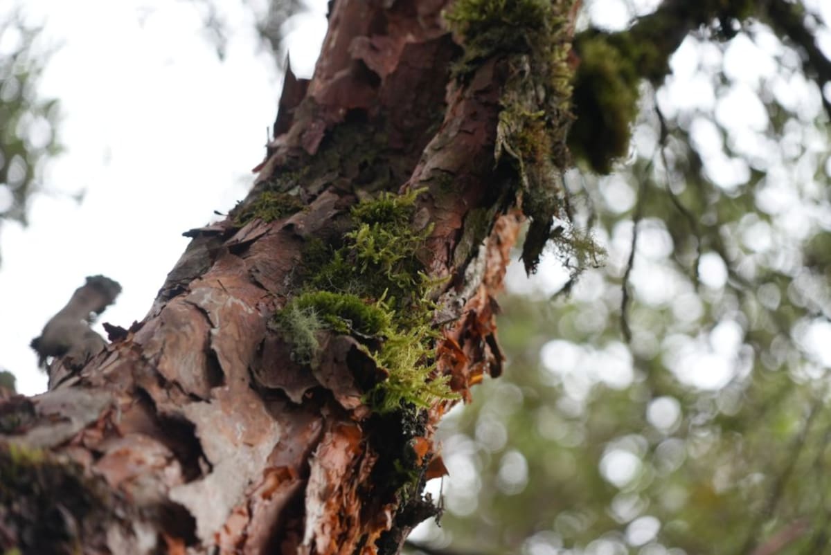 El colorado es una especie nativa de la cordillera Oriental de Colombia que solo habita en los páramos. La deforestación lo tiene en graves aprietos.