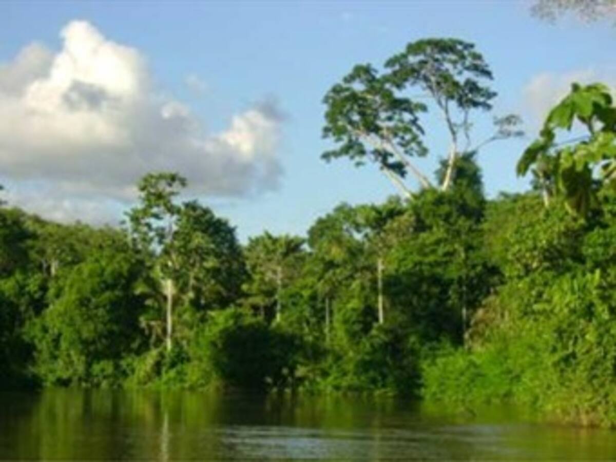 Indonesia pierde en 10 años el 15 por ciento de sus selvas, según ecologistas