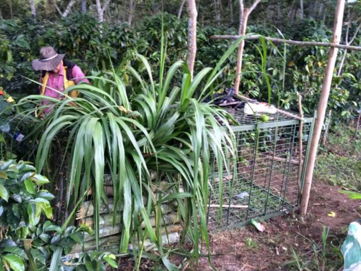 Volvió a atacar el animal silvestre que provoca la muerte de camuros
