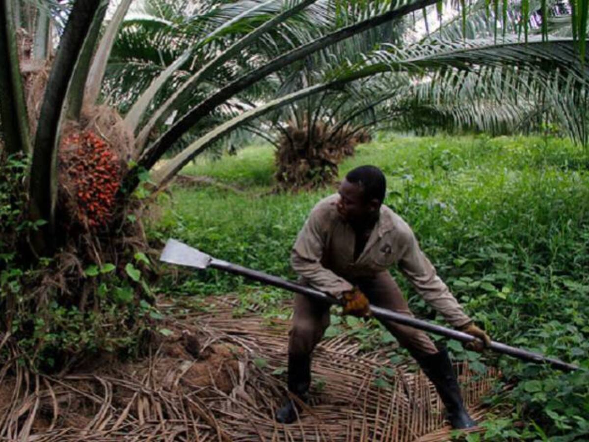 La palma de aceite, alternativa para el Catatumbo