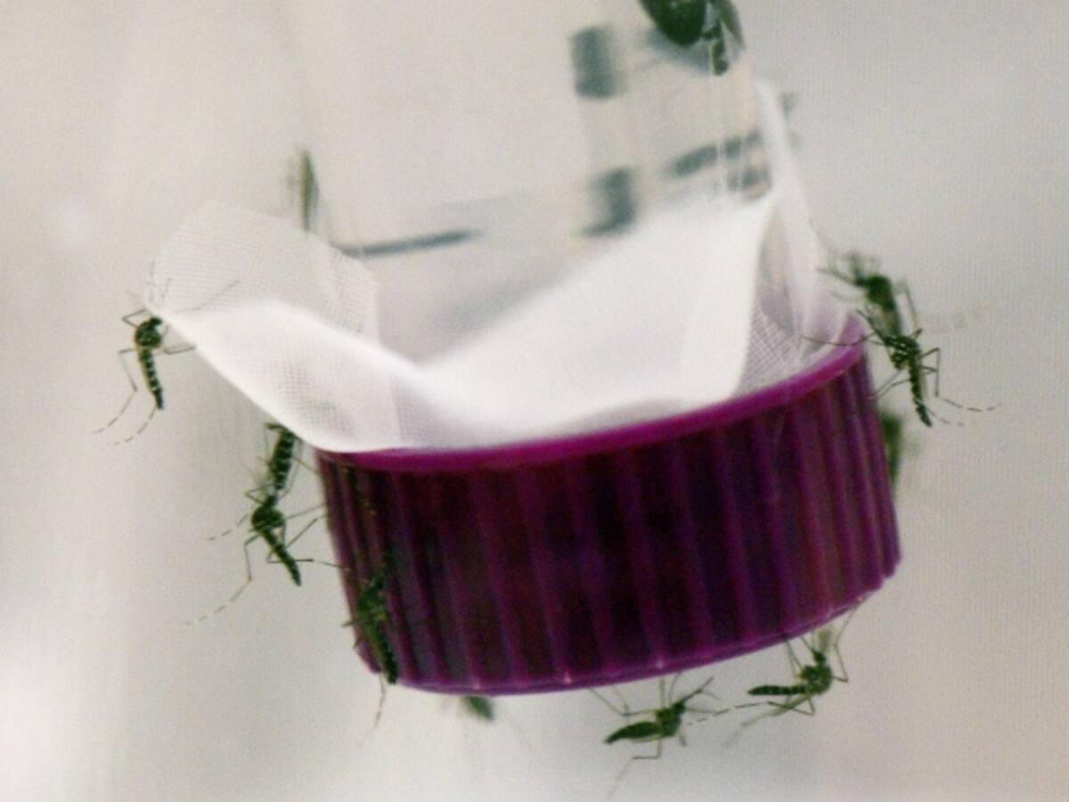 Más de 11.000 mujeres embarazadas en Colombia tienen Zika