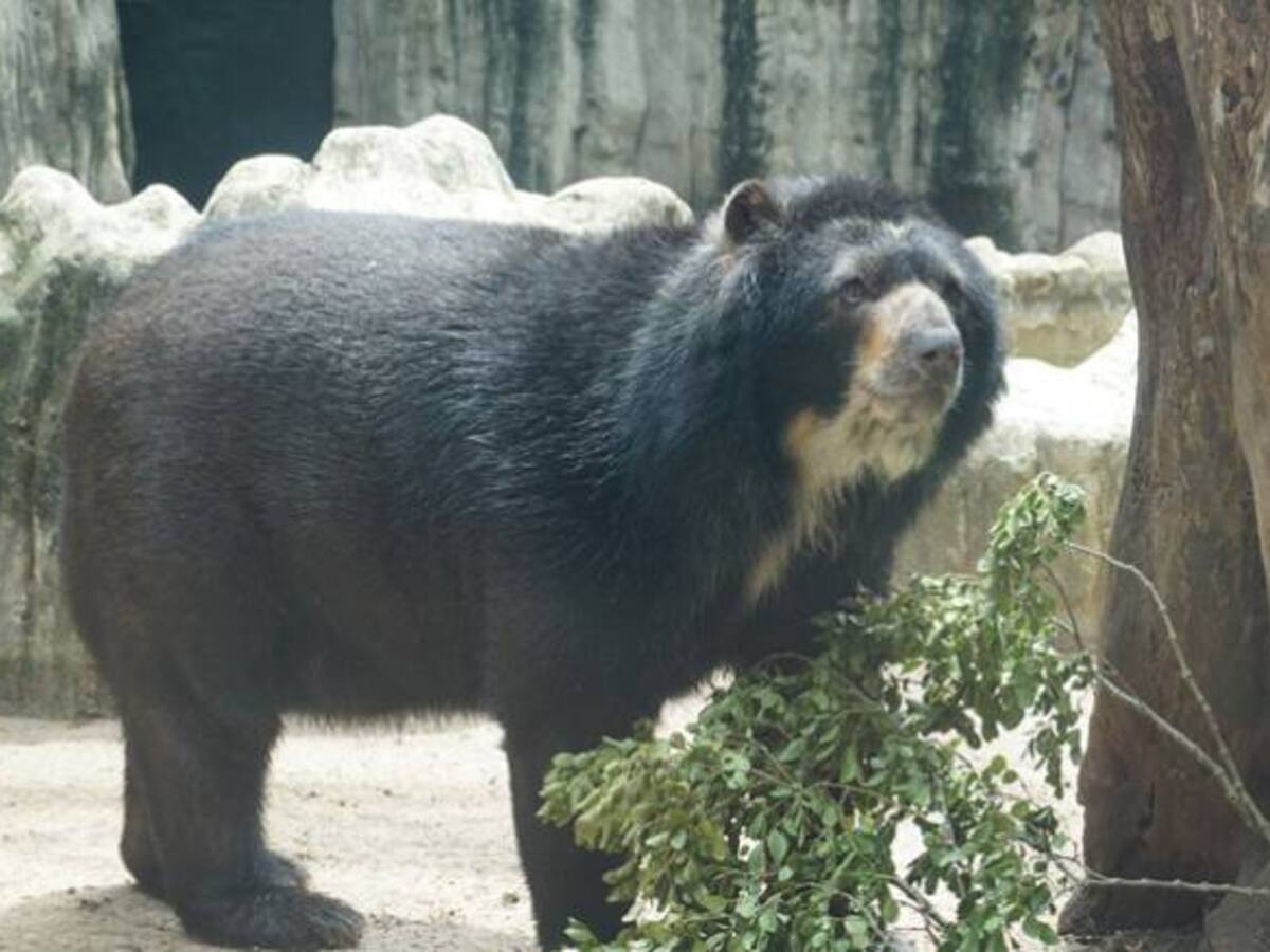 Oso anteojos y la anaconda a segunda vuelta en elecciones del Zoo