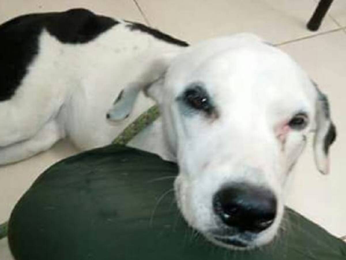 Perro muere de tristeza porque su amo lo abandonó