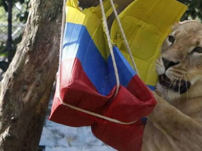 Colombia ganará partido contra Japón según leones en Medellín