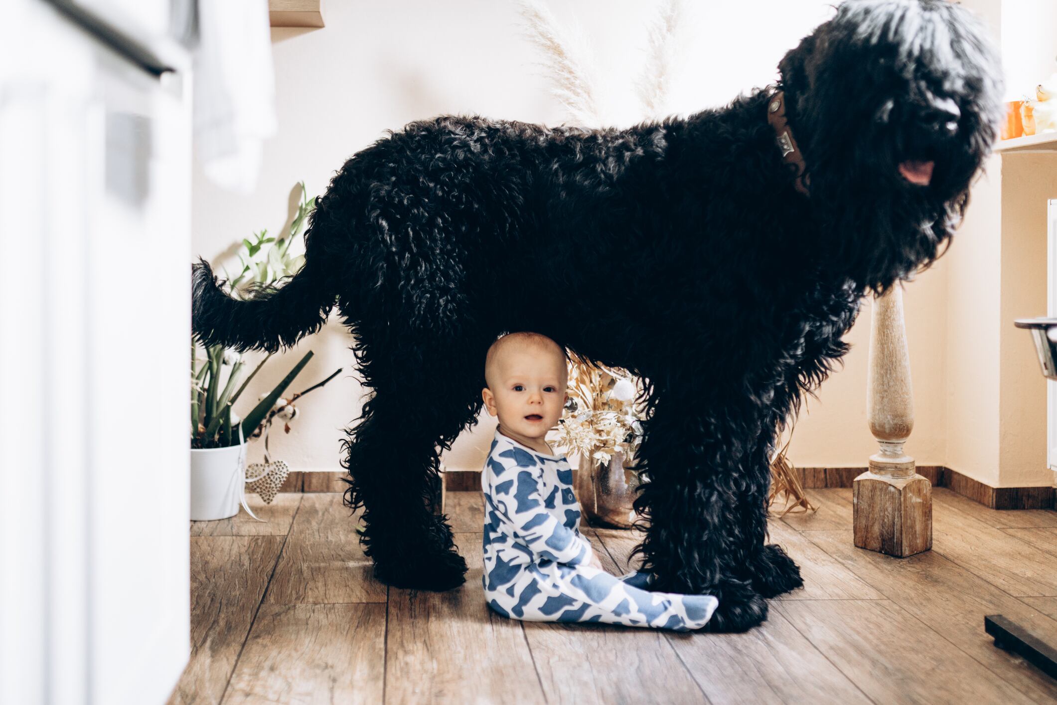 Bebé debajo de un perro de raza grande (Getty Images)