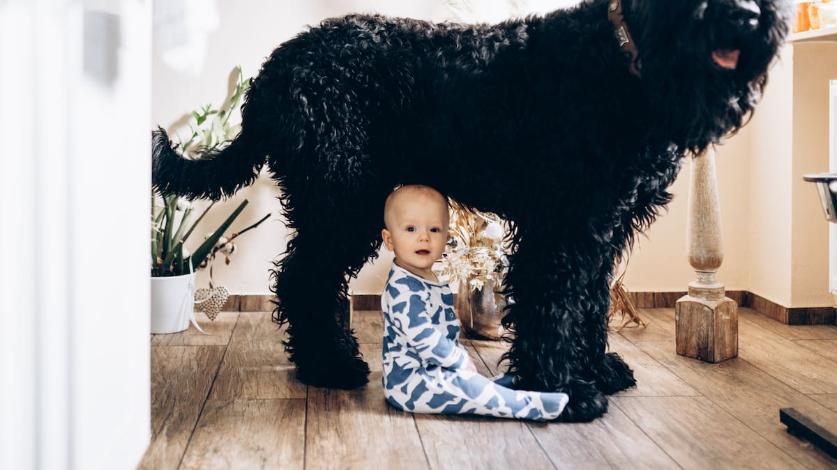 10 razas de perros grandes que se la llevan bien con niños
