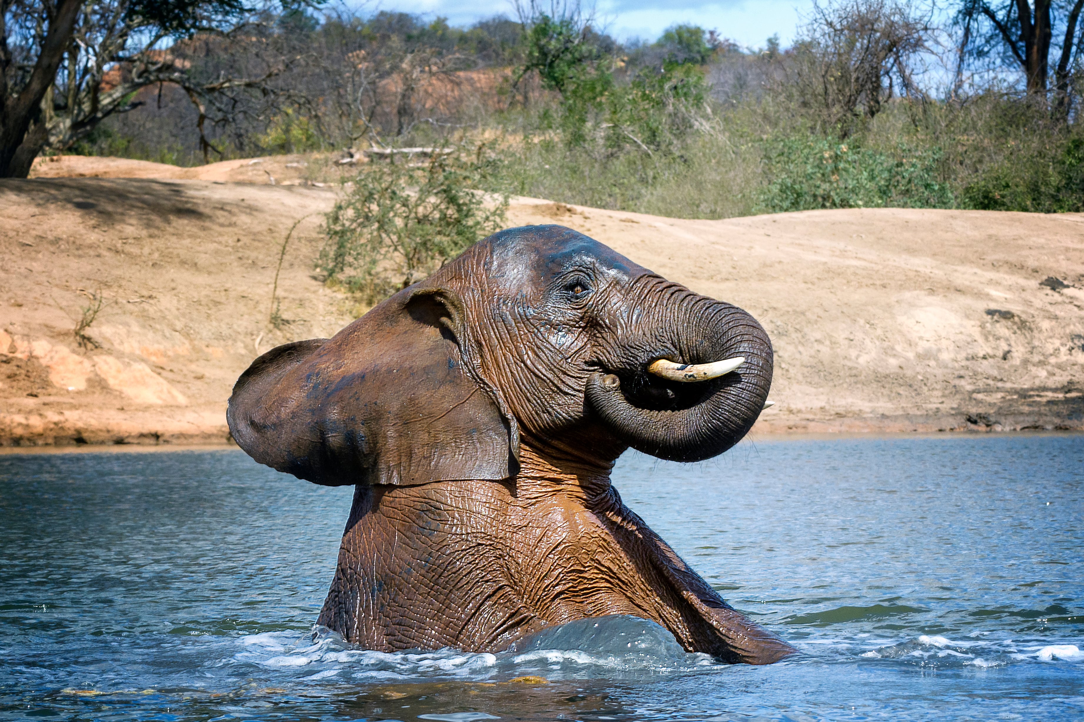 Elefante jugando en el agua. Foto: Getty Images.