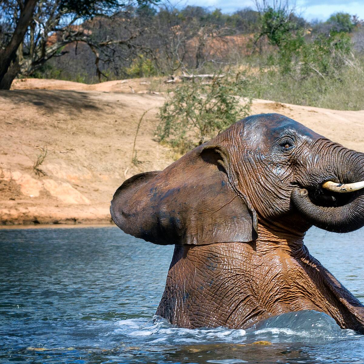 Desde hongos hasta fruta fermentada: ciencia revela que los animales se pueden emborrachar, ¿cómo?