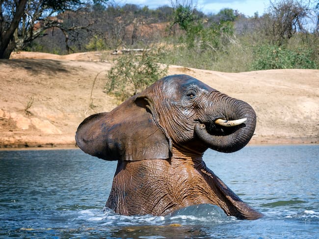Elefante jugando en el agua. Foto: Getty Images.