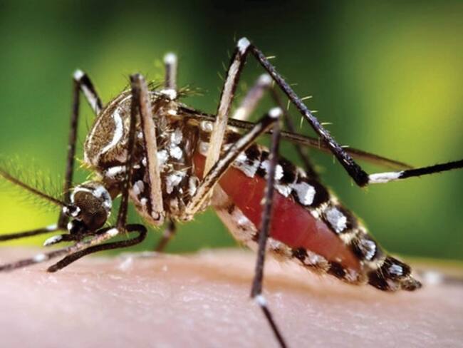El Chikungunya ha causado 35 muertes en el país