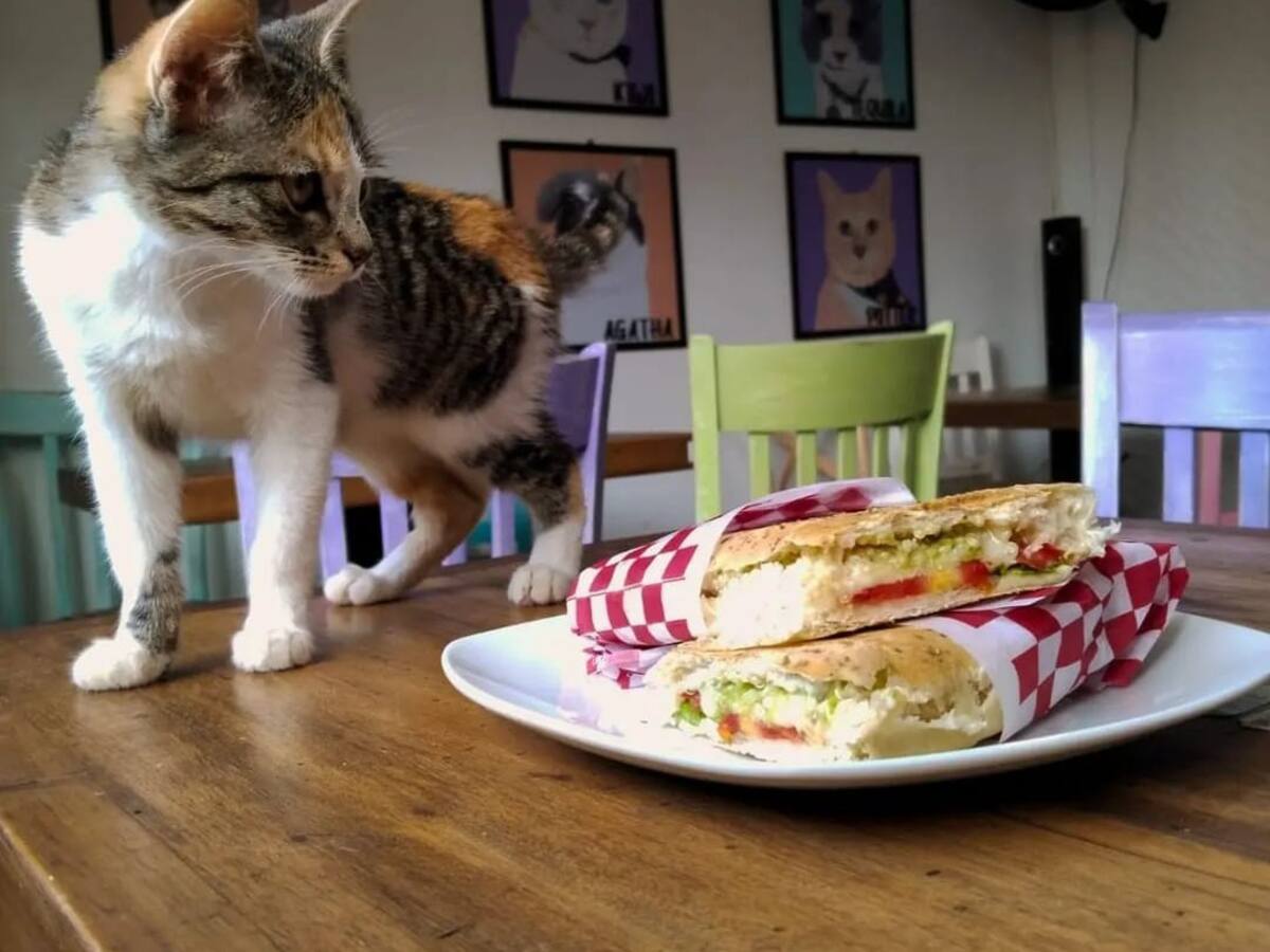 En Armenia esta el primer Cat Café, donde los usuarios interactúan y pueden adoptar gatos
