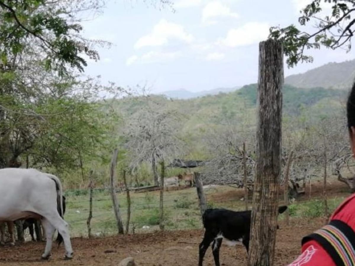 Madres excombatientes lideran proyectos de ganadería en Bolívar