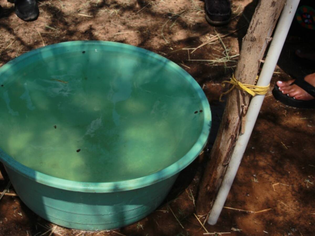 Mosquito transmisor del Zika se puede criar en un centímetro de agua