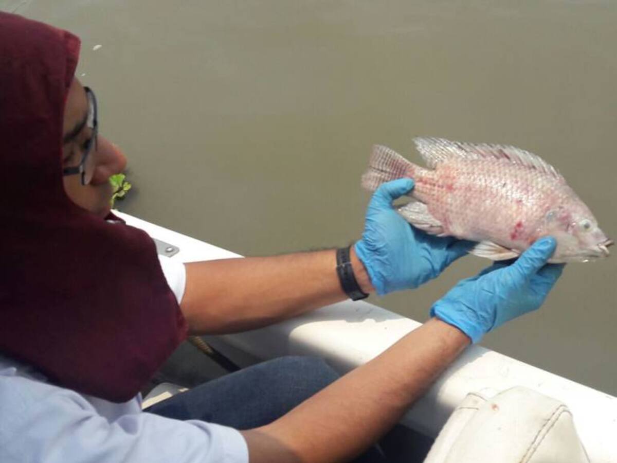 Plaguicida habría sido causante de mortandad de peces en cienaga de Bolívar