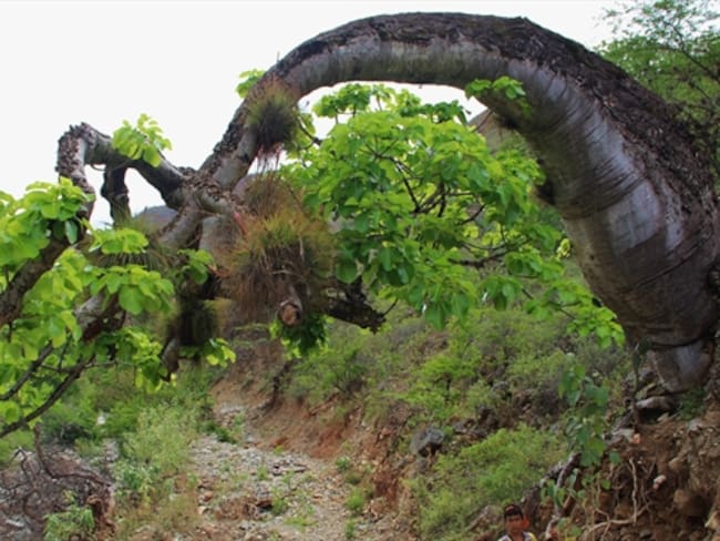 Proyecto vial amenaza a la ceiba barrigona, ícono de Santander