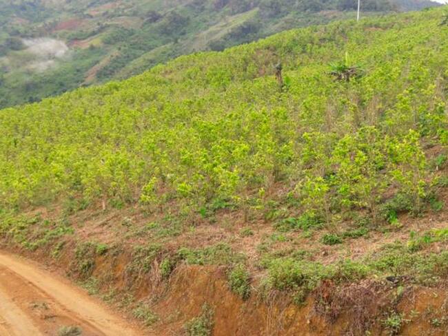 Antioquia ha disminuido los cultivos ilícitos en un 45%