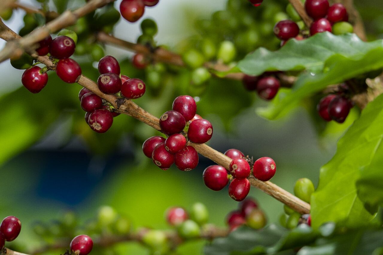 El secretario de agricultura y minería del Huila, resaltó el trabajo que se viene adelantando en torno a la construcción concertada del Plan de Desarrollo Departamental, donde el componente de producción sostenible es clave.